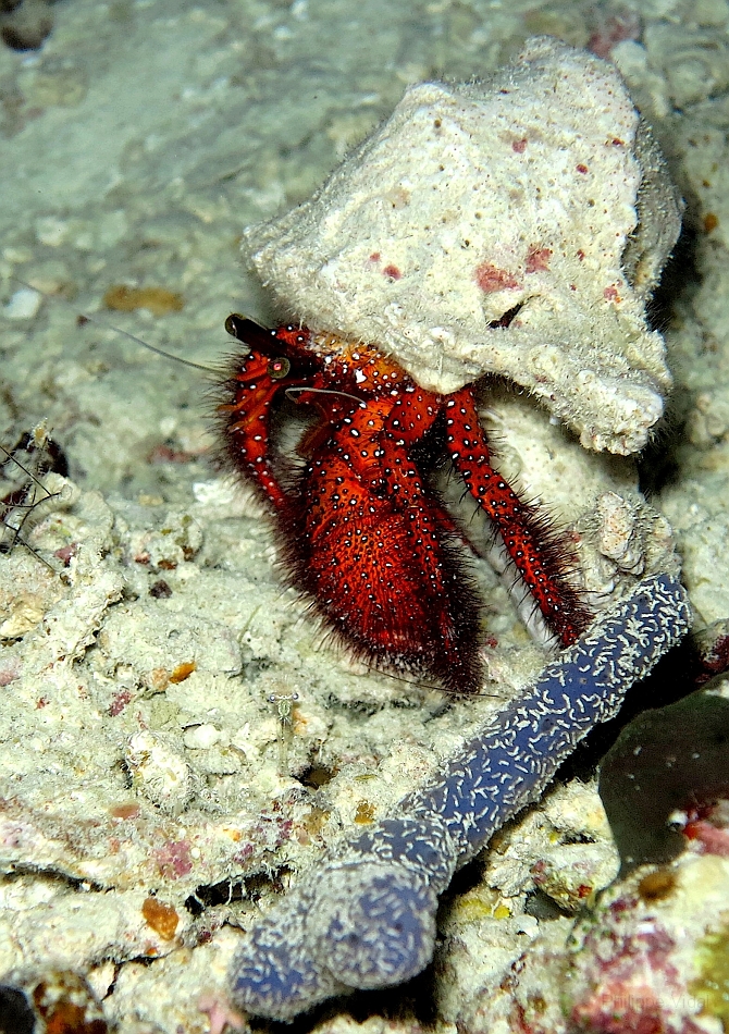 IMG_0830rf_Maldives_Madoogali_Plongee 7_House reef_Bernard l'ermite_Dardanus megistos.jpg